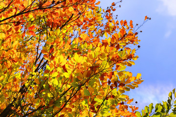 Bright autumn branches glowing in sunlight