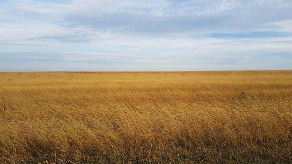 A beautiful landscape of a wheat field in the countryside