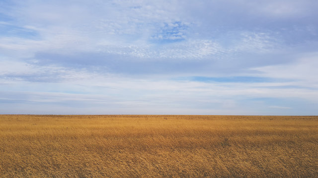 A beautiful landscape of a wheat field in the countryside © Denis Darcraft