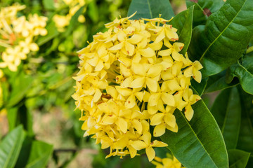 Yellow Ixora flowers.Ixora flowers nature background
