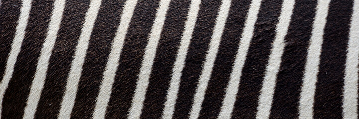 Pattern of zebra skin useful for panoramic background