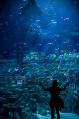 Fototapeta premium The Grand Aquarium in Ocean Park, Hong Kong