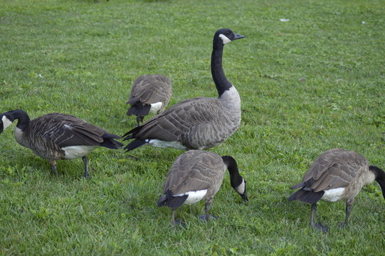  geese