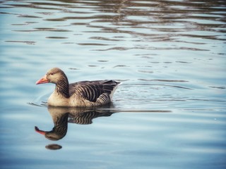 goose swimming on the water