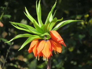 closeup of orange crown imperial