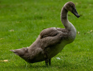 swan 