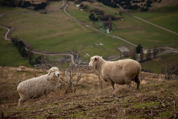 Two sheep on a hill looking towards each other