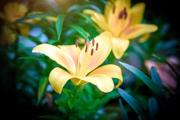      Orange lilys bloom in the botanical garden 