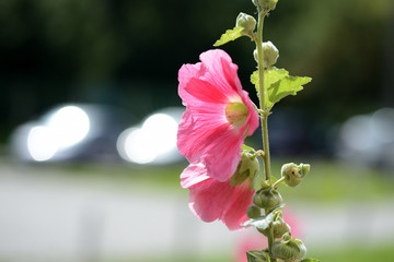 Delicate hollyhock flowers in a summer garden on a sunny day closeup