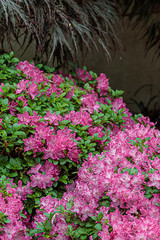 Fototapeta na wymiar pink rhododendron with green leaves against shadows