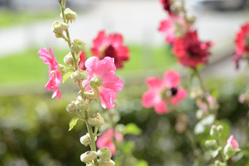Delicate hollyhock flowers in a summer garden on a sunny day closeup