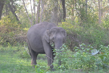 Obraz premium elephant in forest