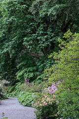 Fototapeta premium rhododendron forest with path along trees in summer