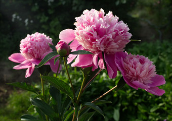Fototapeta premium Picture showing a close-up of pink peony flowers blurred background. Beautiful perennial blooming shrub.