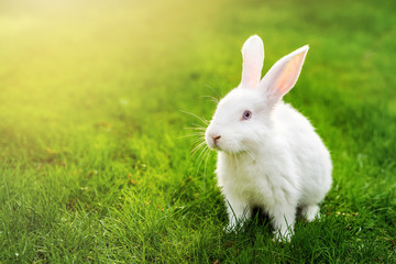 Cute adorable white fluffy rabbit sitting on green grass lawn at backyard. Small sweet bunny...