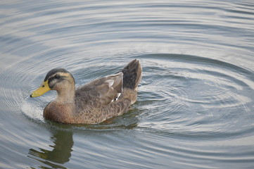 duck in water