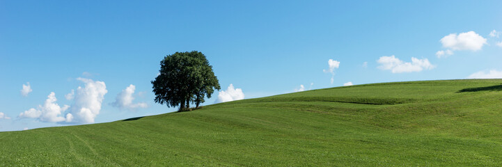 Panorama landscape. Single tree group on green field and blue sky