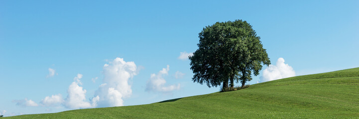 Fototapeta premium Panorama landscape. Single tree group on green field and blue sky