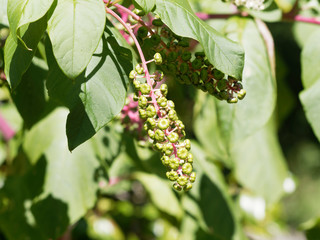 Phytolacca americana | Raison d'Amérique ou teinturier aux longues grappes de fruits pendantes non matures sur de longues tiges rosâtre et rougeâtre
