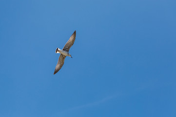 flying seagull on blue sky
