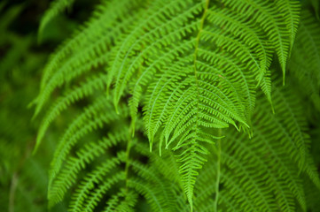 Fototapeta na wymiar Leaves of bright green fern. Summer. Branches