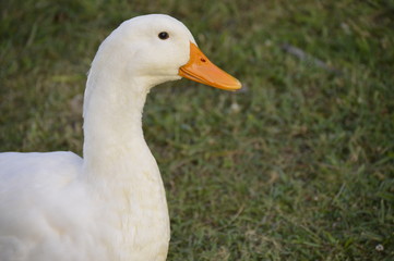 white duck