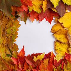 Colorful fall leaves on white background. Autumn frame. Flat lay, top view, copy space.