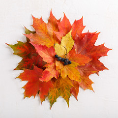 Colorful fall leaves on white background. Autumn composition.  Flat lay, top view, copy space.