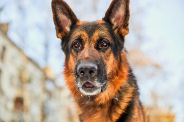 Dog German Shepherd in a city in a winter