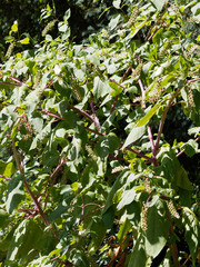 (Phytolacca americana) Raisin d'Amérique ou teinturier aux grandes feuilles lisses et vertes sur de long pétioles, aux fruits sur de longues grappes pendantes  