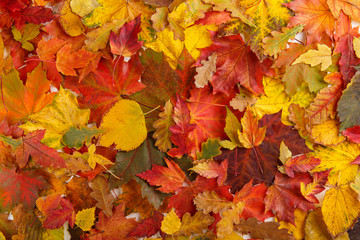 Naklejka na ściany i meble Colorful fall leaves as background. Autumn composition. Flat lay, top view, copy space.