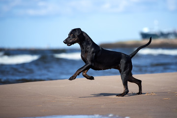 black catahoula dog running on the beach