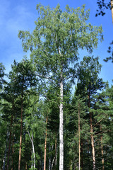 Pine, birch and sky.