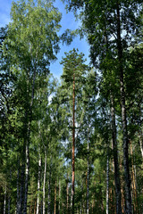 Fototapeta premium Pine, birch and sky.