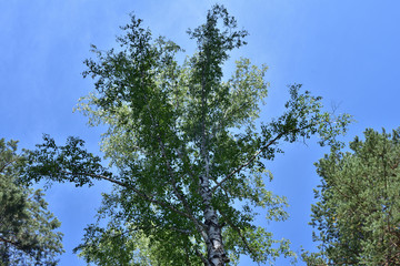 Pine, birch and sky.