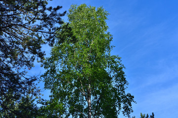 Pine, birch and sky.