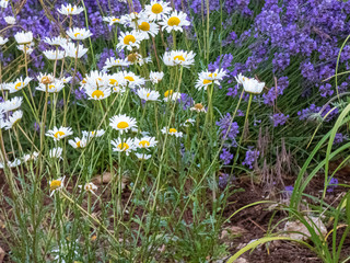 daisies and lavender flowers in a large bunch