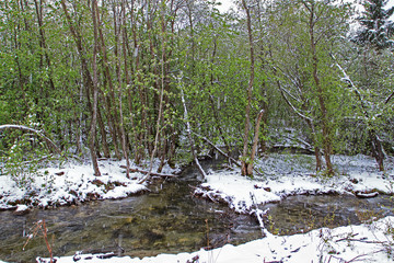 Bach mit Schnee
