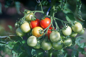 red and green tomatoes on Tomato plant