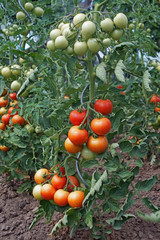 red and green tomatoes on Tomato plant