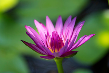 Close up Bees trying to keep nectar pollen from the water lily