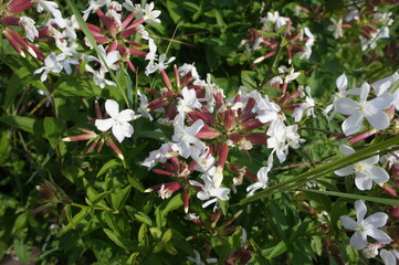 SONY DSC