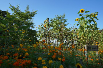 松島のひまわり