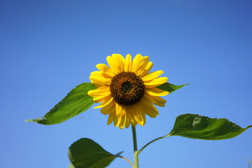 松島のひまわり