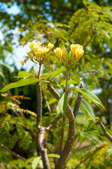 Tropical trees on the street of Seminyak, Bali.