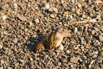Dead bird. Road wars - death of a Sparrow. The killing of a bird. Death from the car. The terrible end of the chick.