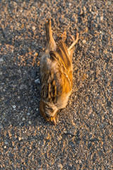 Dead bird. Road wars - death of a Sparrow. The killing of a bird. Death from the car. The terrible end of the chick.
