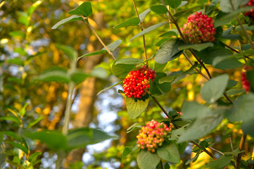 Vogelbeeren im Sonnenschein