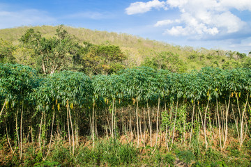 Obraz premium Cassava field 