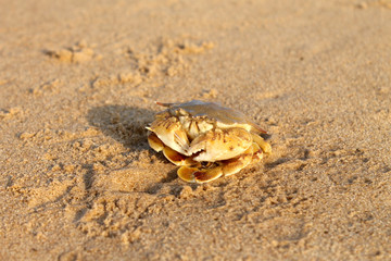 marine Crabs
